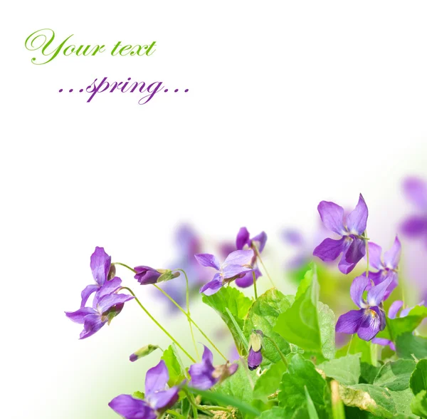 紫罗兰的春天的花朵 — 图库照片