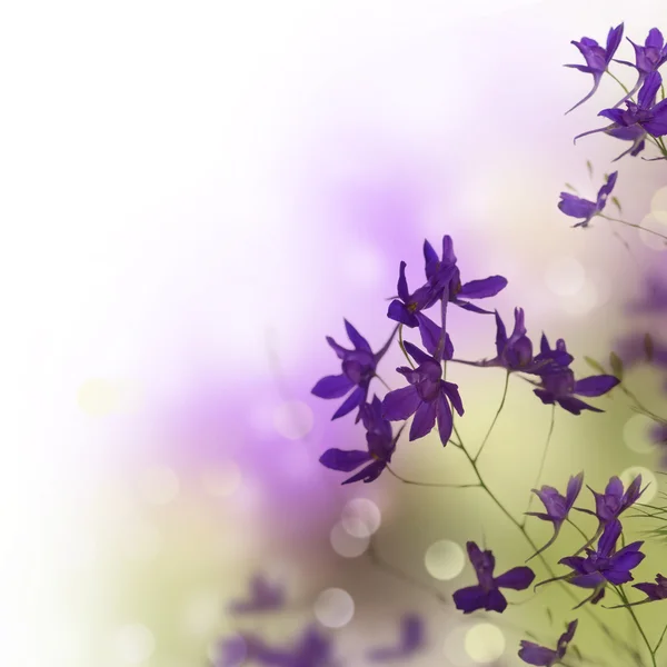 美しい花のボーダー — ストック写真