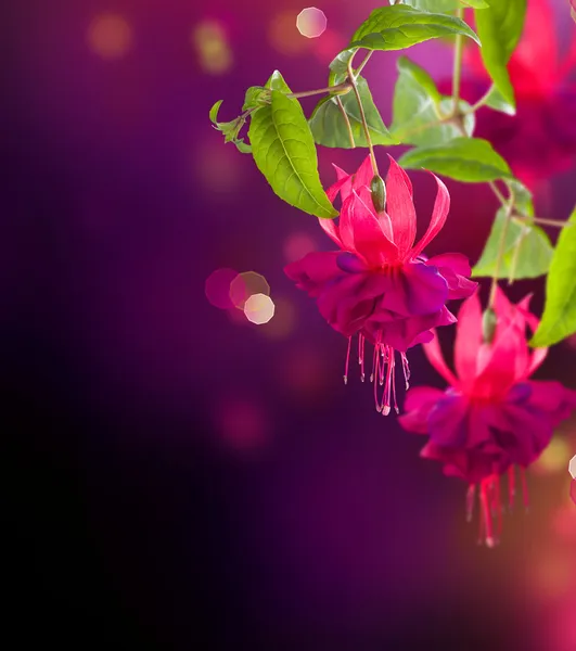 Fuchsienblüten. abstrakter floraler Hintergrund — Stockfoto