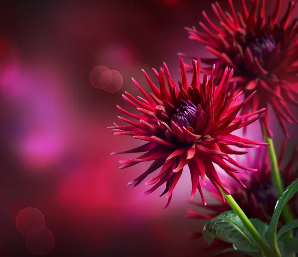 Dahlia herfst ontwerp met bloemen — Stockfoto