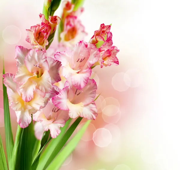 Gladiolus Autumn Flower Border Design — Stock Photo, Image