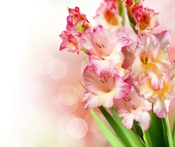 Gladiolus Autumn Flowers Border Design — Stock Photo, Image