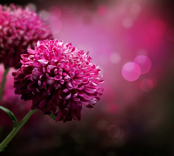 Dahlia herfst ontwerp met bloemen. met kopie-ruimte — Stockfoto