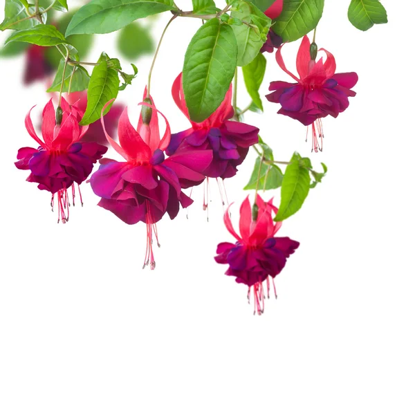 화이트에 자홍색 꽃 — 스톡 사진