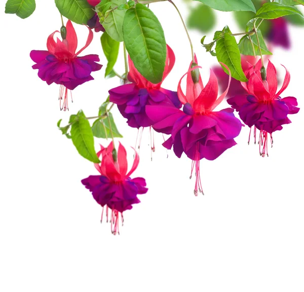 Fukszia virág — Stock Fotó