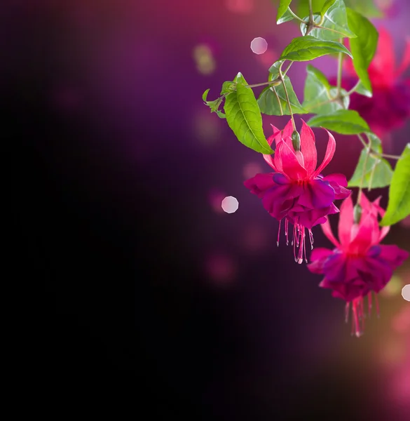 Fuchsia Flowers — Stock Photo, Image