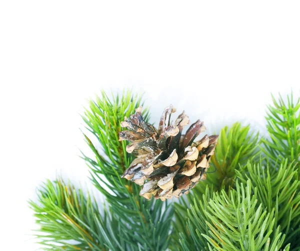 Albero di Natale Evergreen bordo sopra bianco — Foto Stock