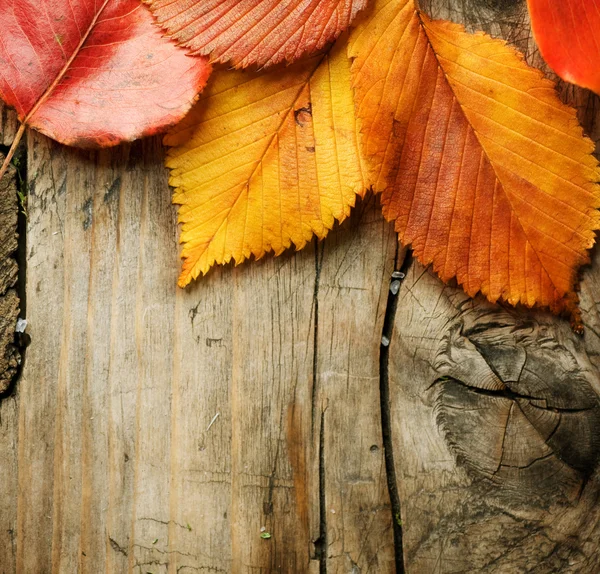 Autumn listowie na drewniane tła. z miejsca kopiowania — Zdjęcie stockowe