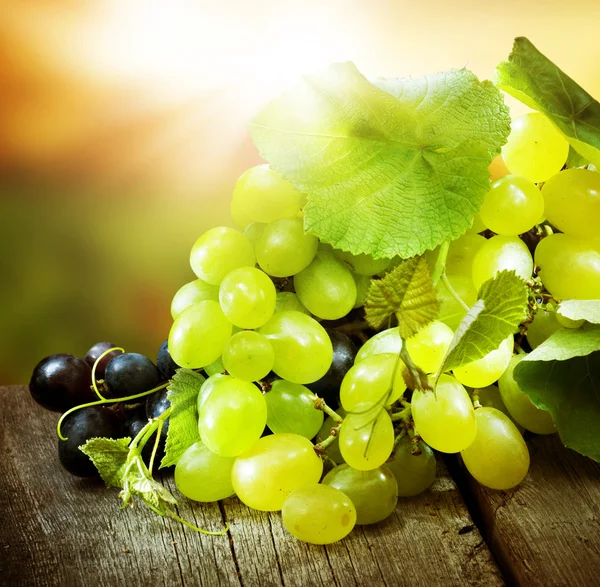 Druiven. Grapevine over wijngaard achtergrond — Stockfoto