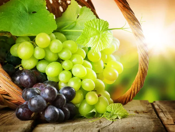 Виноград в корзине. Виноград над виноградником — стоковое фото