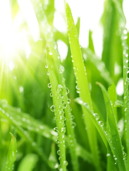Fresh Grass — Stock Photo, Image