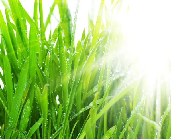 Morning Grass — Stock Photo, Image
