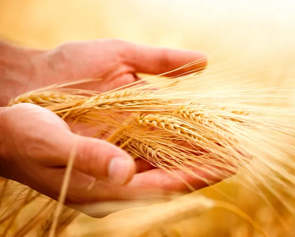 Пшеничні вуха в руках. Концепція збору врожаю — стокове фото