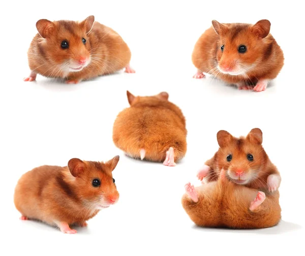 Grappige hamsters collectie — Stockfoto