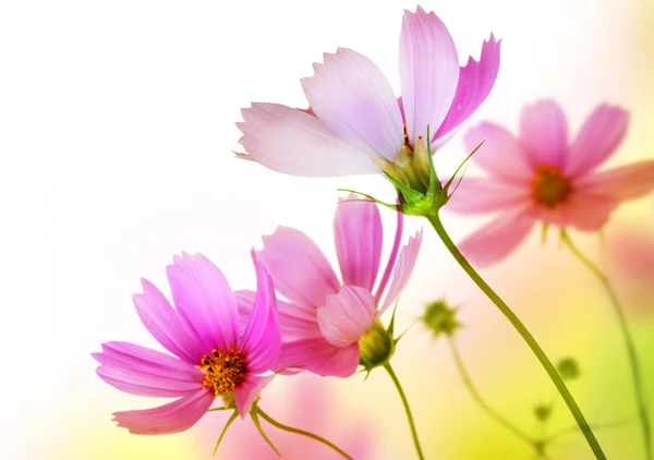 Krásné květiny hranice. květinový design nad bílá — Stock fotografie