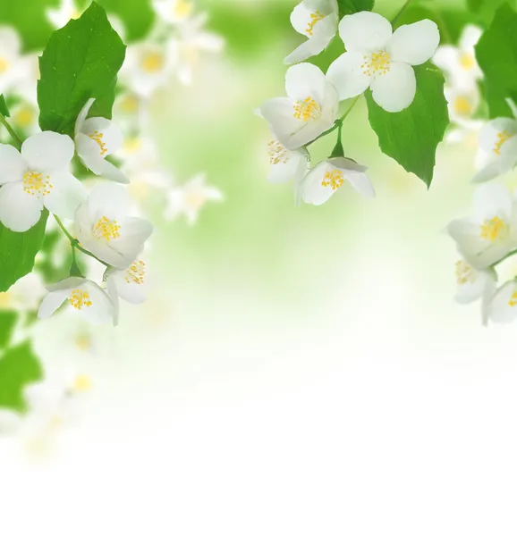 Vackra färska jasmine — Stockfoto