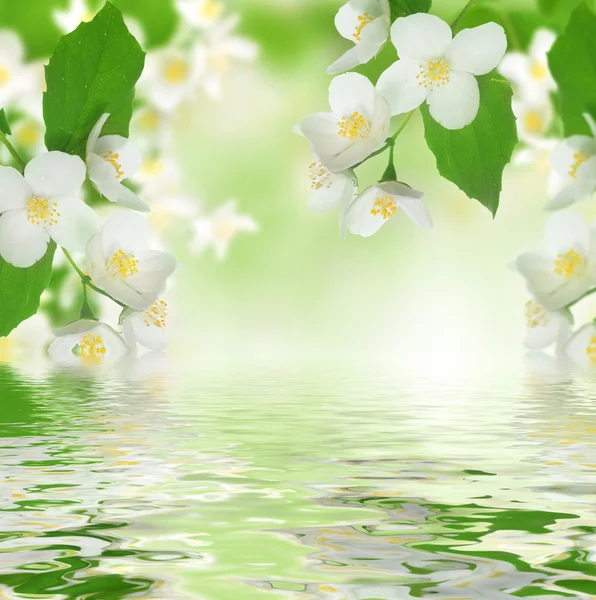 Prachtige verse jasmijn — Stockfoto