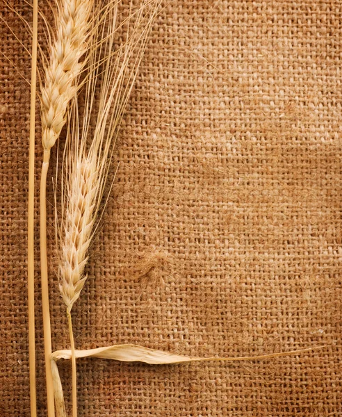 小麦 — ストック写真