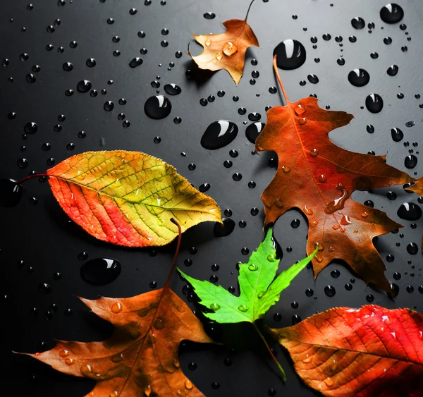 Colorful Leaves over black — Stock Photo, Image