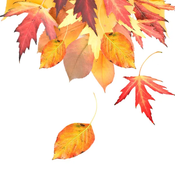 Осенние листья границы — стоковое фото