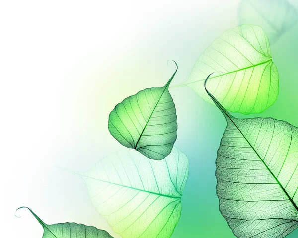 美しい緑の葉の罫線花のデザイン — ストック写真
