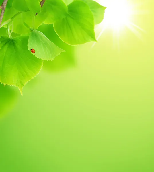 Čerstvé zelené listy pozadí — Stock fotografie