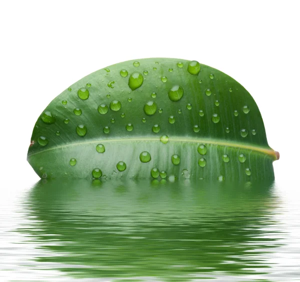 Свежий лист в воде — стоковое фото