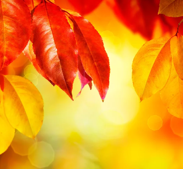 Fall.Autumn листья — стоковое фото