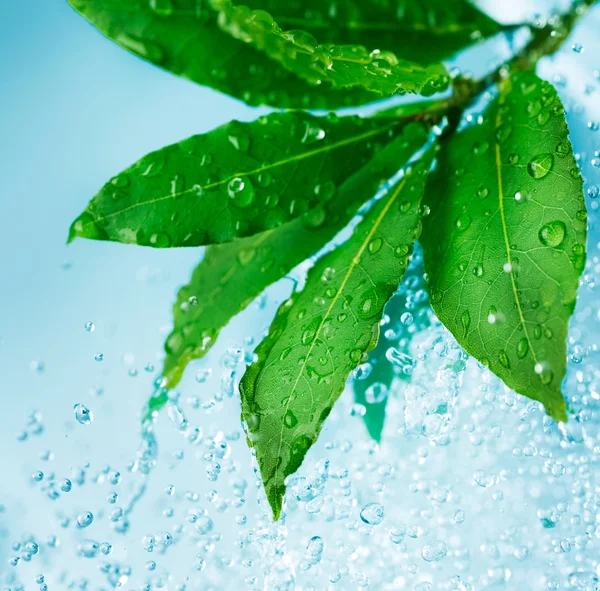 Gouttes d'eau et feuilles vertes fraîches — Photo