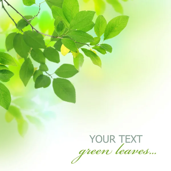 Schöne frische grüne Blätter — Stockfoto