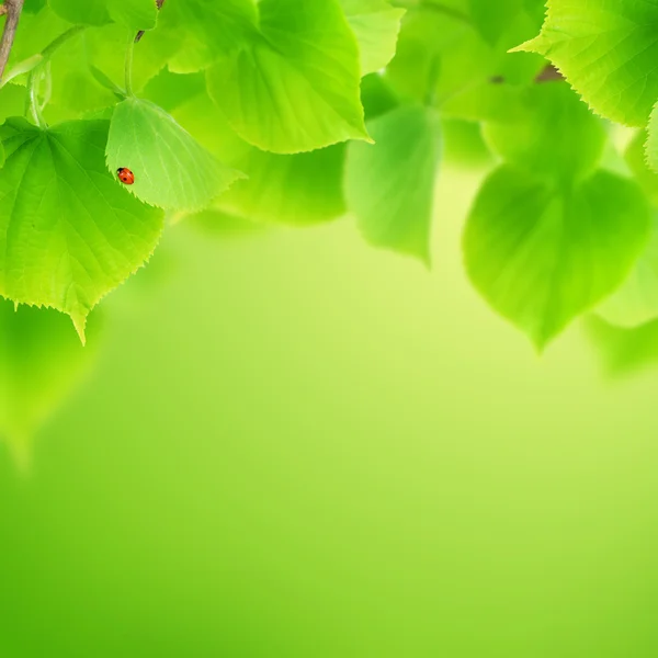 Hojas verdes frescas — Foto de Stock