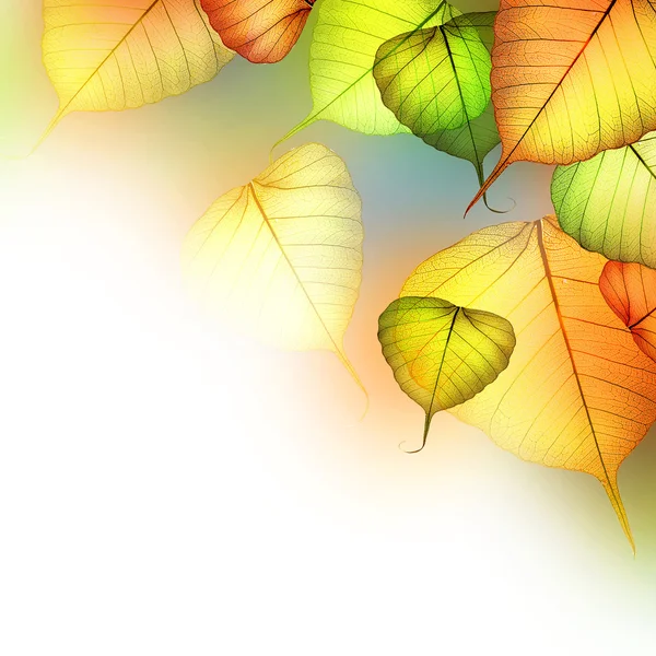 秋天的叶子。美丽的抽象秋季边框 — 图库照片