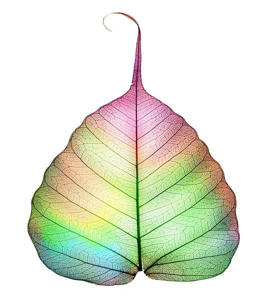 Folha colorida abstrata isolada em branco — Fotografia de Stock