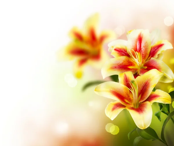 Lilie Blumen Rand design.Frühlingsblumen — Stockfoto