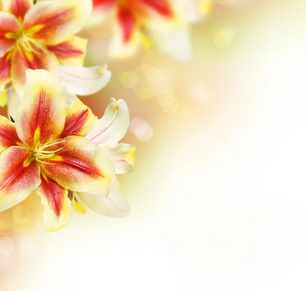 Lily blommor gränsen design.summer blommor — Stockfoto