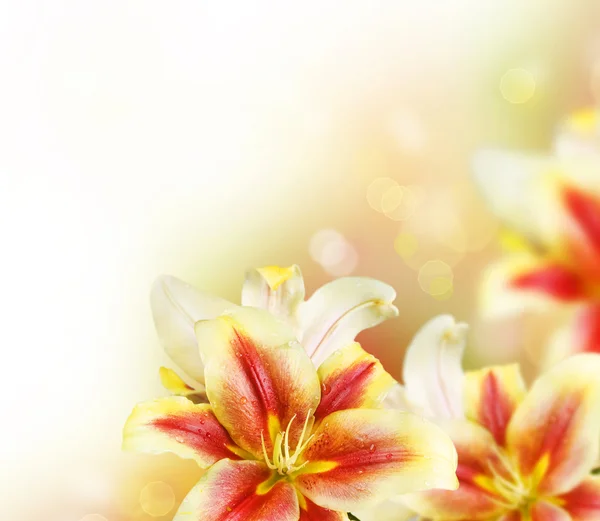 Lilie Blumen Rand design.Sommerblumen — Stockfoto