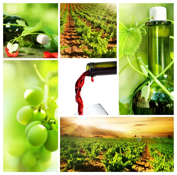 Wijn. mooie druiven collage — Stockfoto