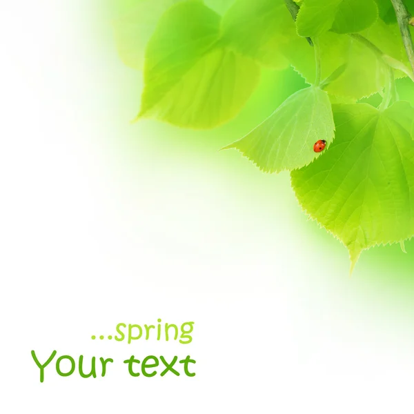 Concepto primavera — Foto de Stock