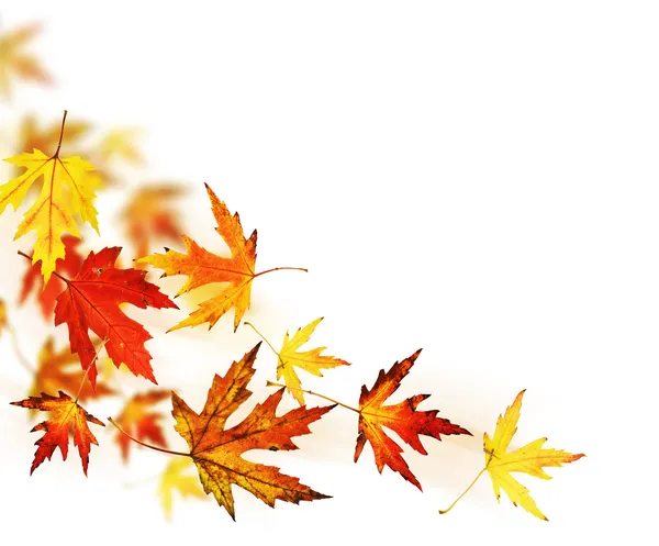 Foglie d'autunno sopra bianco — Foto Stock