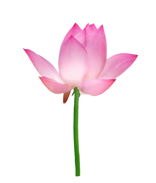 Einzelner Lotus isoliert auf weiß — Stockfoto