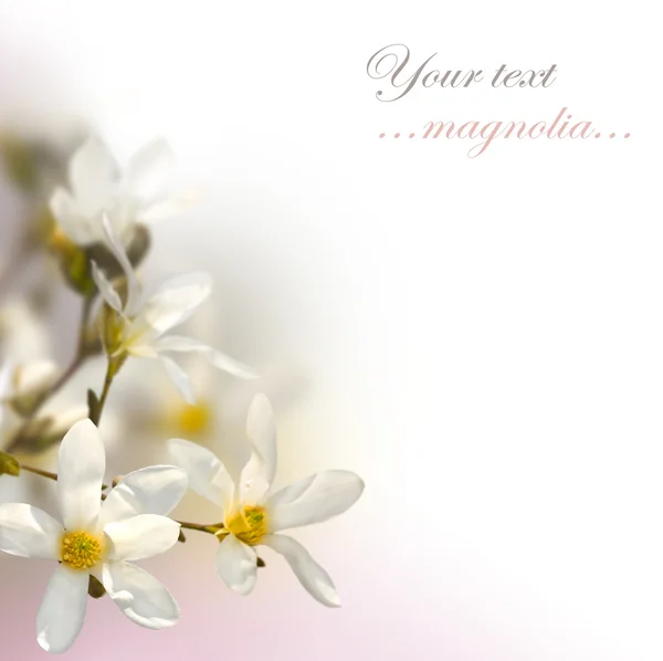 Magnolia — Zdjęcie stockowe