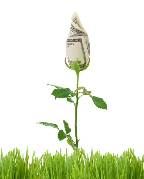 Növekvő pénzt Rózsa. Üzleti koncepció kép — Stock Fotó