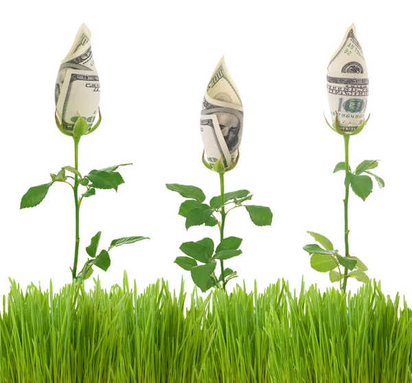 Financial Growth — Stock Photo, Image