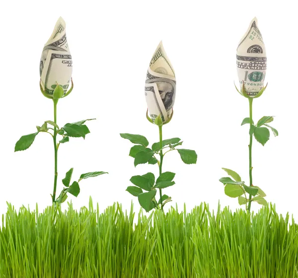 Financial Growth — Stock Photo, Image