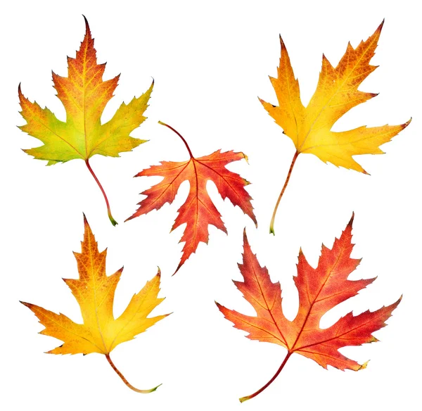 가을 잎 세트 — 스톡 사진