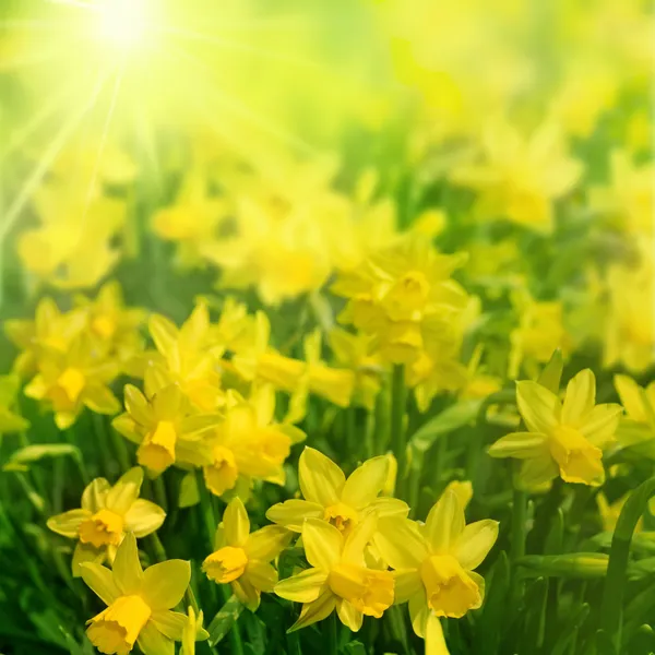 Daffodils na luz do sol — Fotografia de Stock