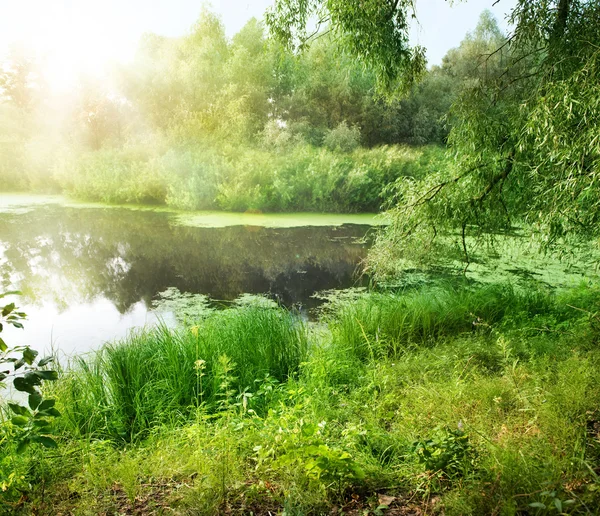 Summer Landscape With River — Stock Photo, Image