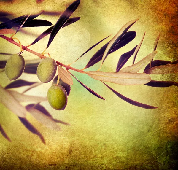 Olive Branch diseño de la frontera. Aceitunas en crecimiento — Foto de Stock