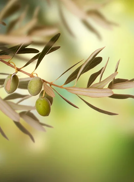 Olive Vintage sfondo — Foto Stock
