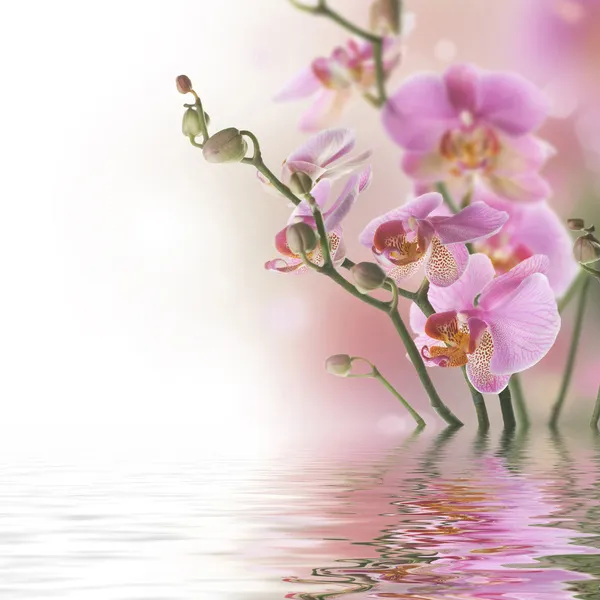 Orquídeas bonitas na água — Fotografia de Stock